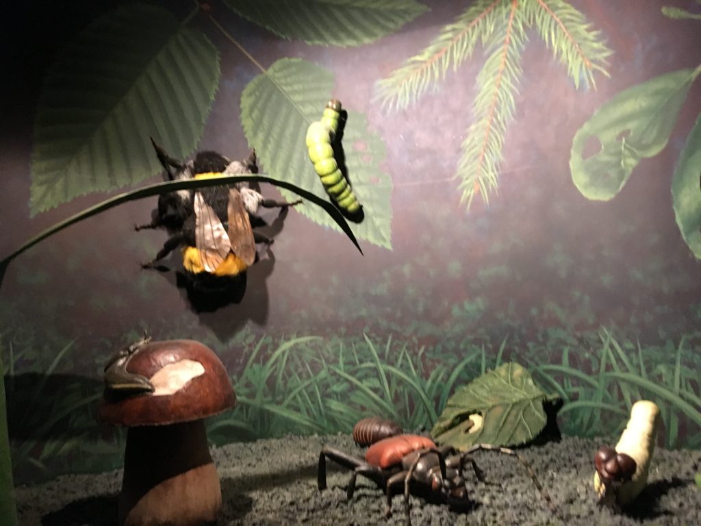 Nature and Forest Museum, Białowieża, primeval forest