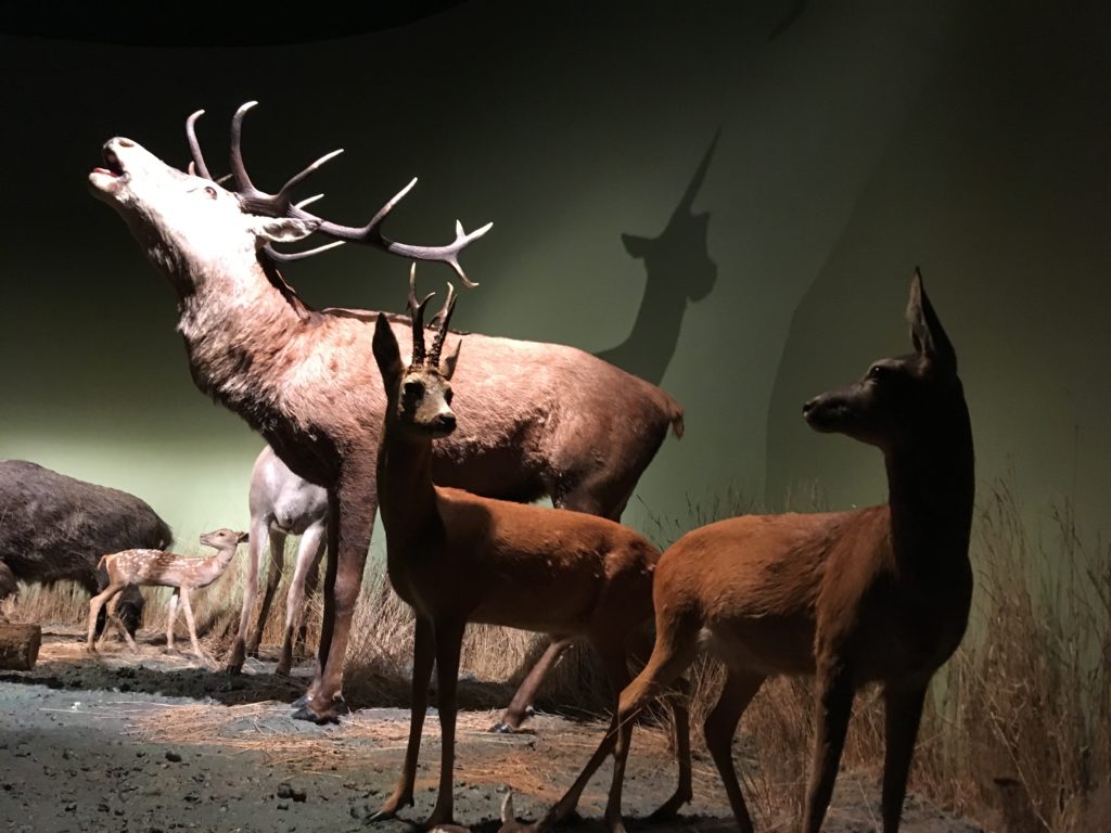 Nature and Forest museum, Białowieża, primeval forest