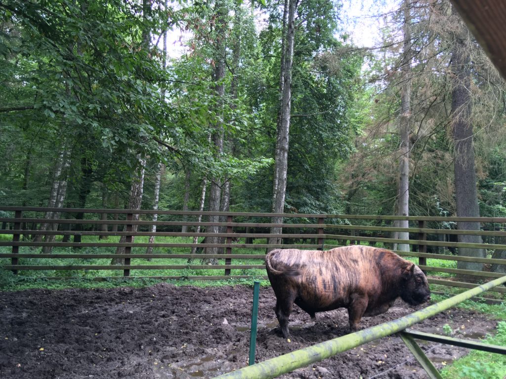 Białowieża, primeval forest