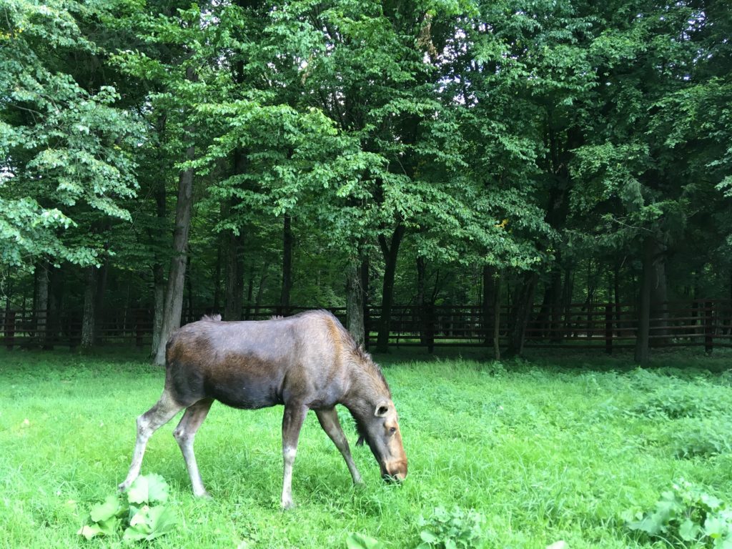 Show Reserve, Białowieża, primeval forest