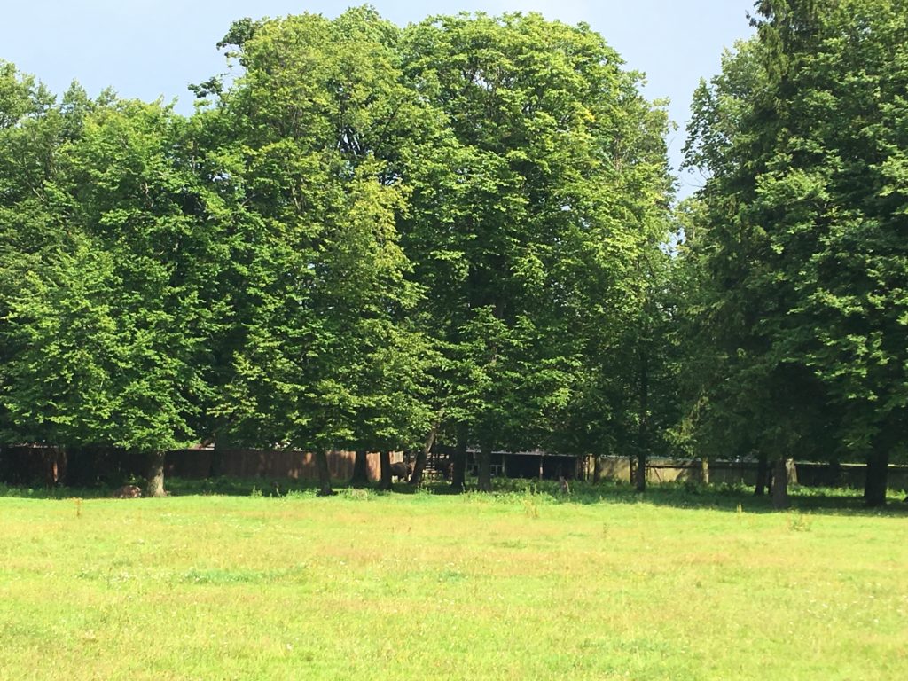 Show Reserve, Białowieża, primeval forest